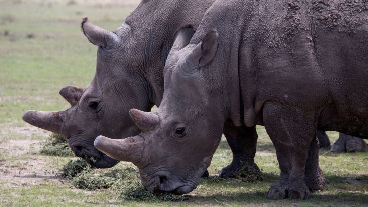 Last two northern white rhinos