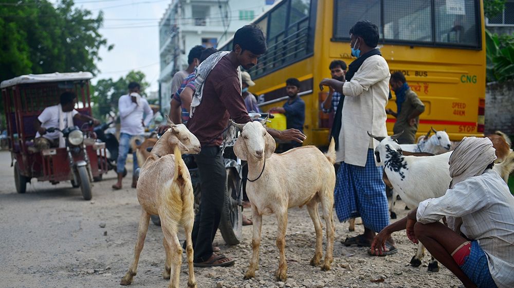 Usually packed, animal markets across South Asia are deserted due to the coronavirus pandemic