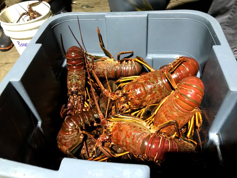 California lobster fisherman have seen prices soar to record highs as a trade war between China and Australia drives up demand for the spiny US crustaceans with Chinese diners who view them as a delicacy