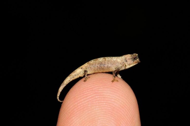 The nano-chameleon does not look impressed with you, humans
