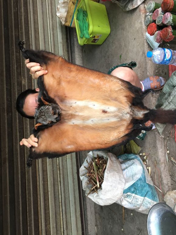 Laotian Giant Flying Squirrel in a market in Muang Sing, Laos