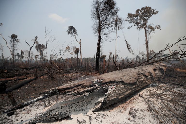Charred trunks are seen on a tract of Amazon land burned by loggers and farmers, in Porto Velho, Brazil, August 23, 2019