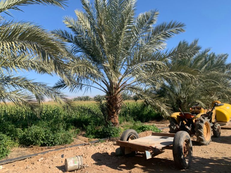 AI pest detection is helping farmers and the Jordanian government fight back without chemicals