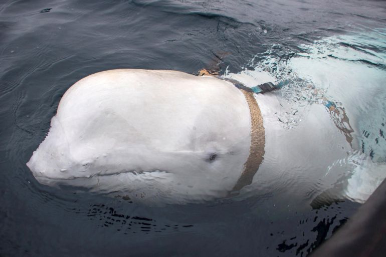 A close up of Hvaldimir. His body is white. There is a brown harness around his neck and a mount on top. He is swimming.