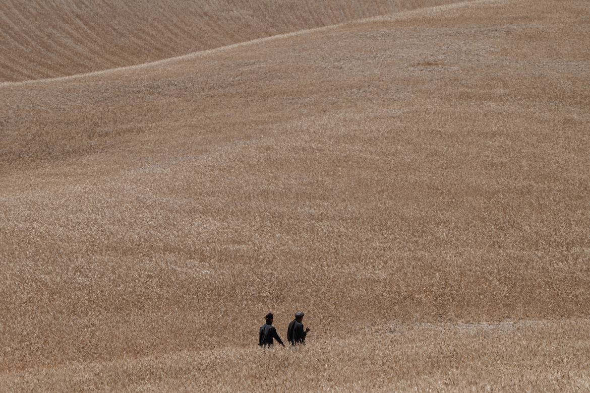 Locusts feed on grassland
