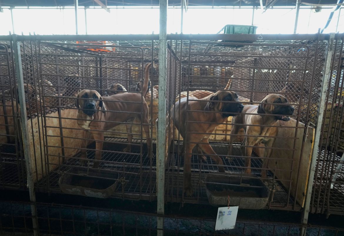 South Korea Dog Meat