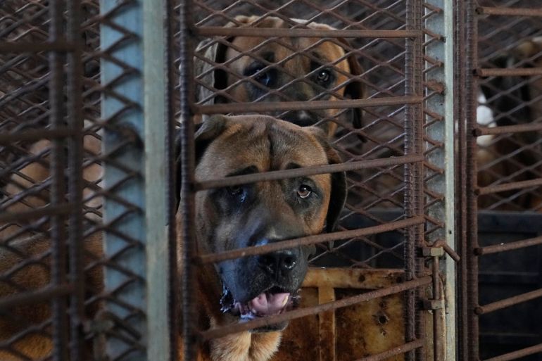 South Korea Dog Meat