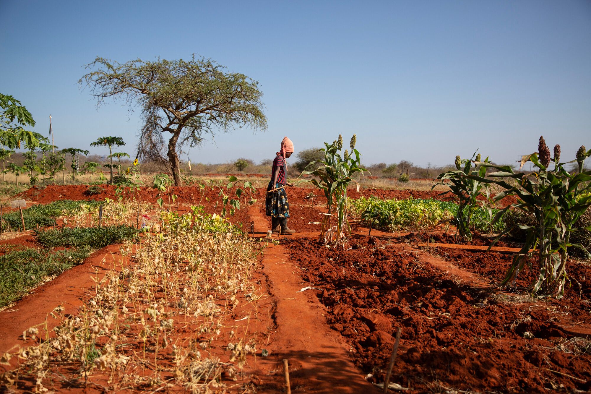 Jonnes has made significant changes to the way he works to adapt to climate change. In addition to learning about various crops, he also makes use of alternative composting methods, natural pesticides and irrigation methods to save water. This has proven successful, he produces maize, sweet peppers, melons, sweet potatoes and green grams. He also buys truck water to supplement rationed tap water. “My concern is that climate change has really affected farming. We are no longer able to sustain our crops on rainwater alone,” he says.