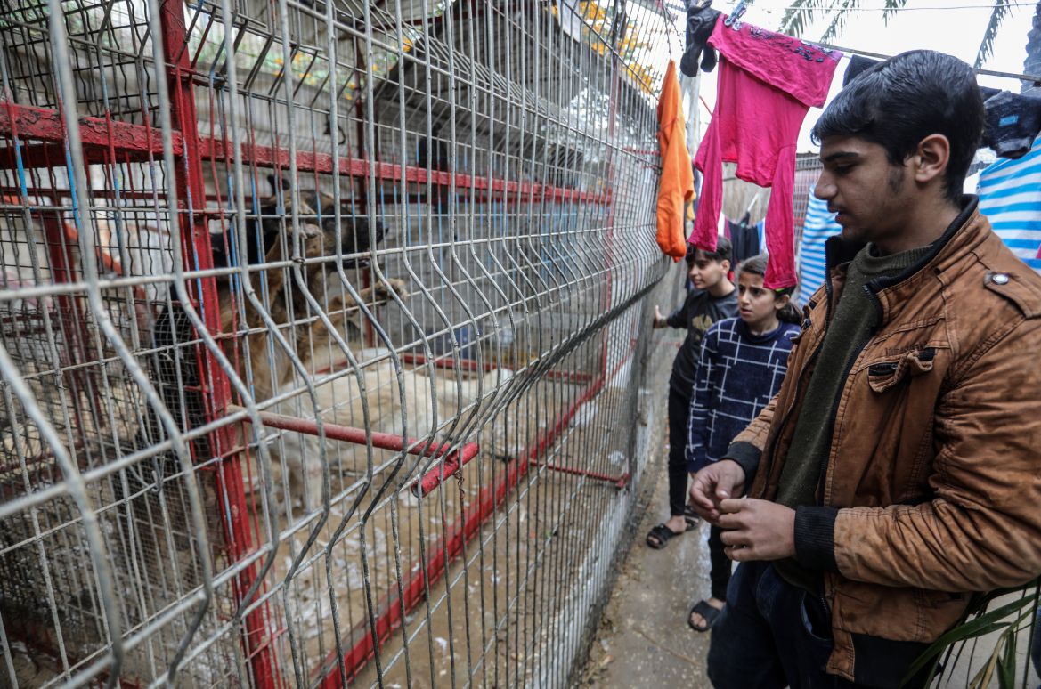 Lions, monkeys and parrots struggle to find food and medical treatment while they live under harsh conditions at the zoo due the Israeli attacks that continue in Rafah, Gaza.