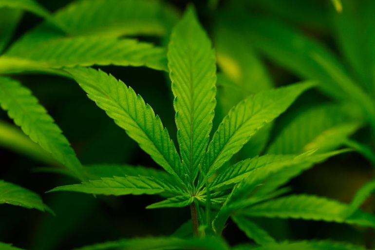 cannabis