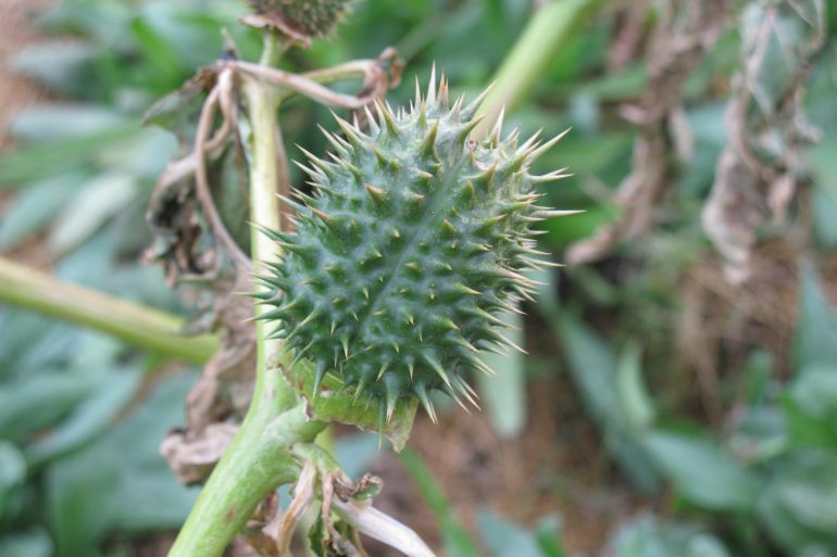 A Spanish study finds that "Datura" still possesses the potential for further geographic expansion [File: Harry Rose Wikimedia Commons]